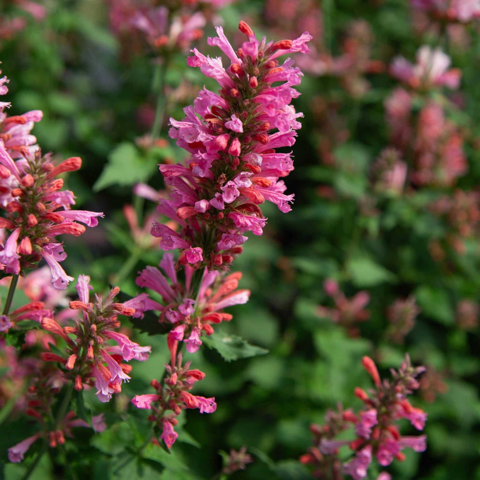 Agastache Pink Pearl