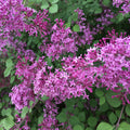 Lilac Bloomerang® Dark Purple
