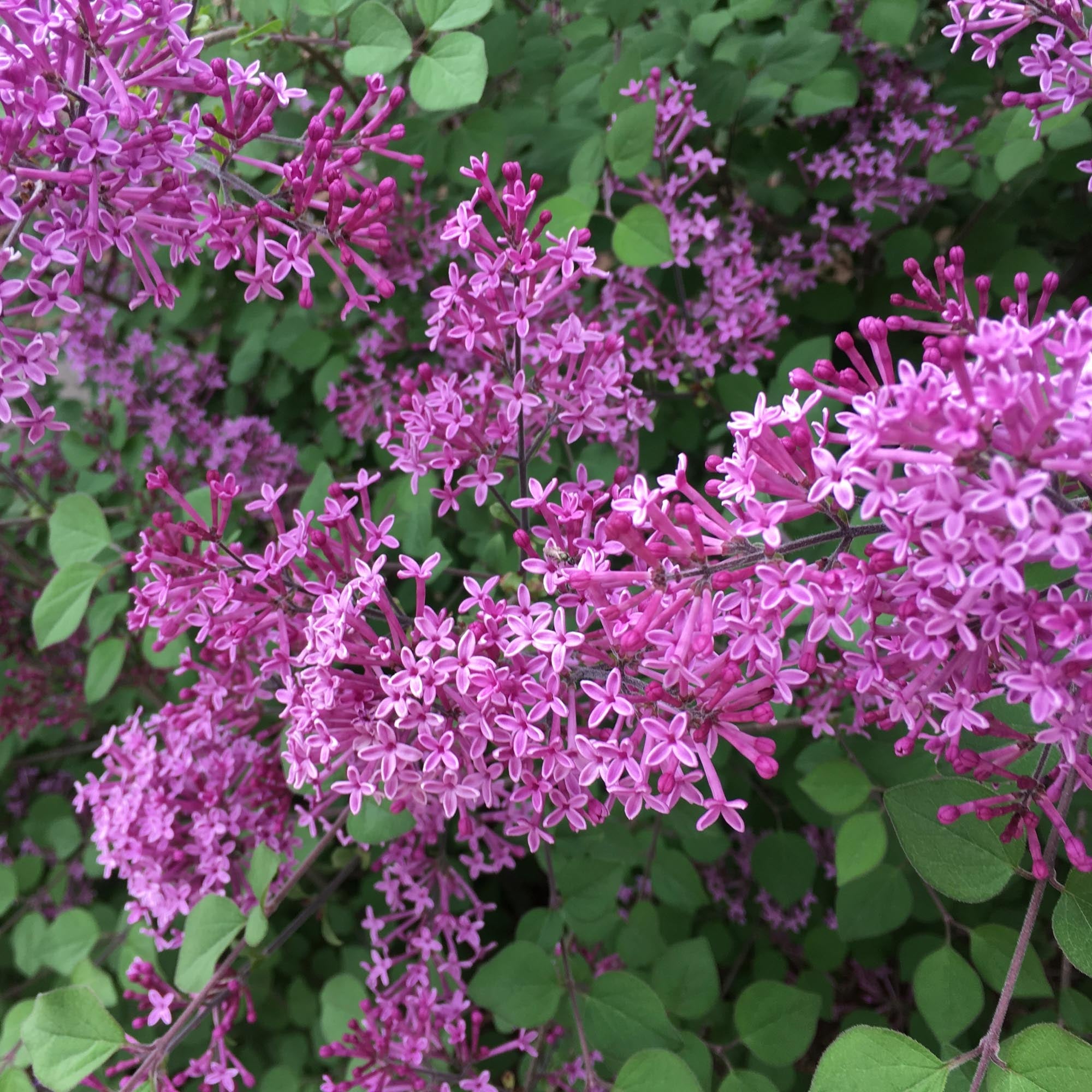 Lilac Bloomerang® Dark Purple