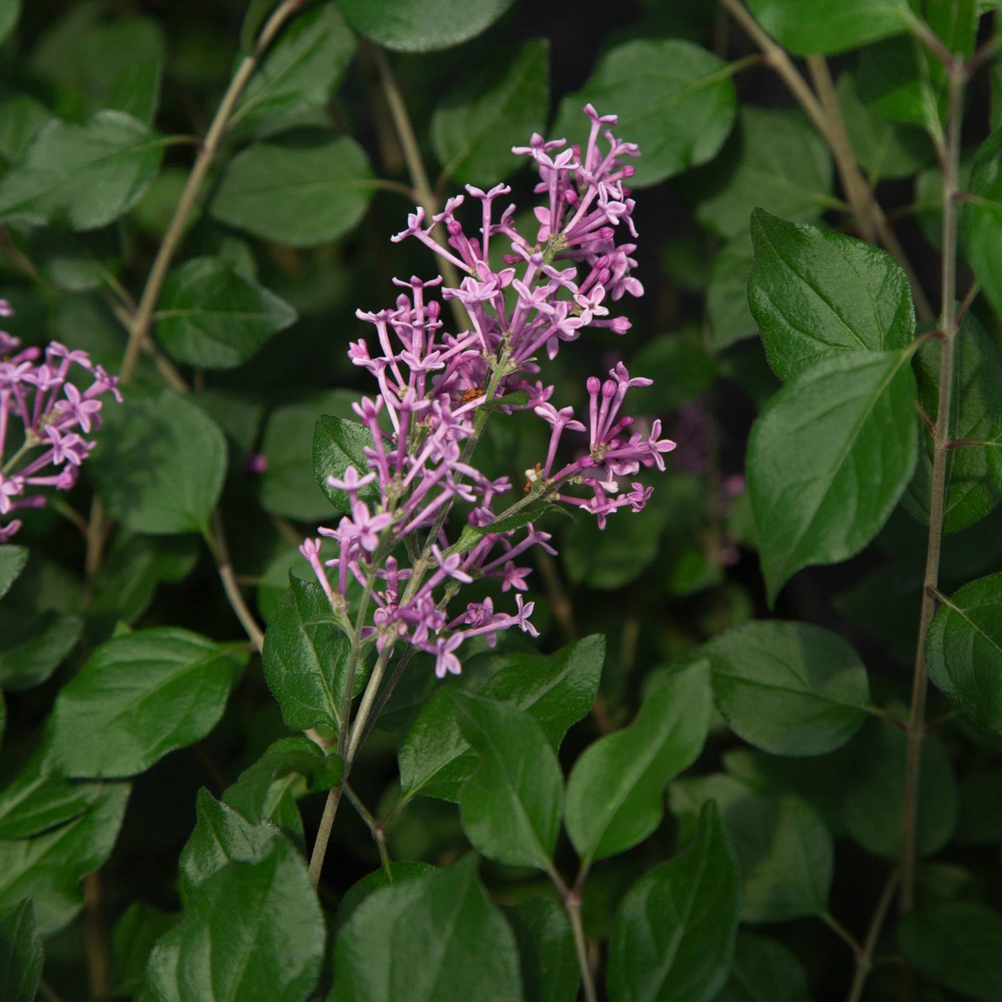 Lilac Bloomerang® Dark Purple