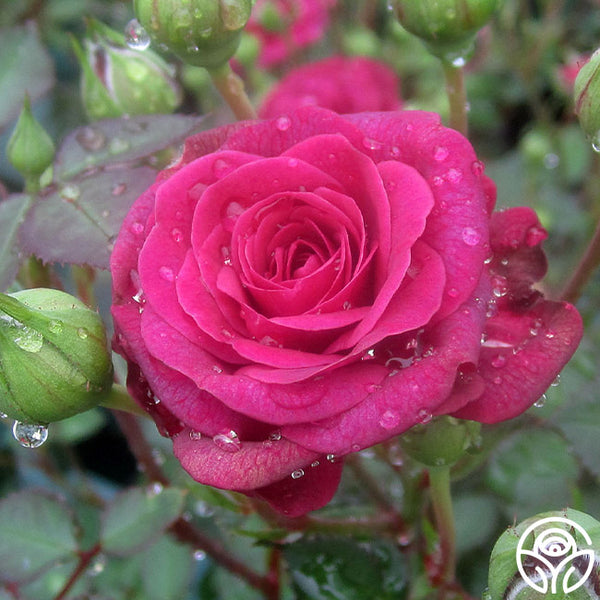 Saint Mary – Heirloom