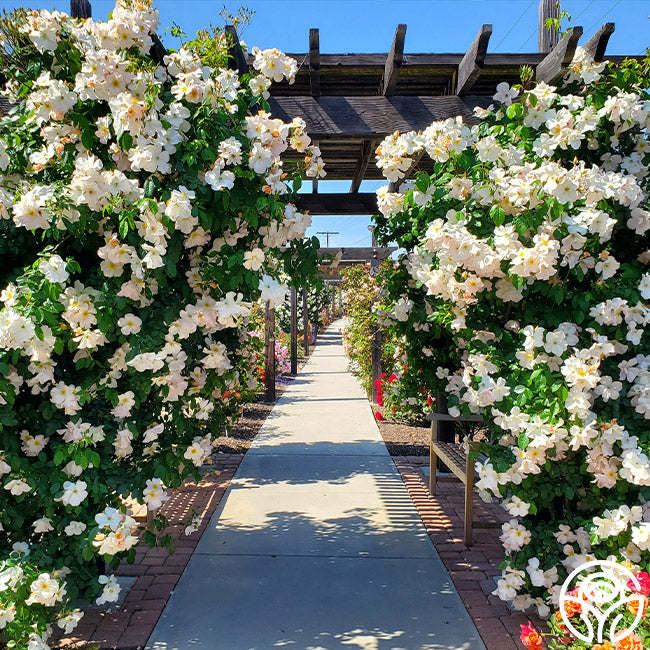 Sally Holmes Shrub Rose | White Rose Bush – Heirloom Roses