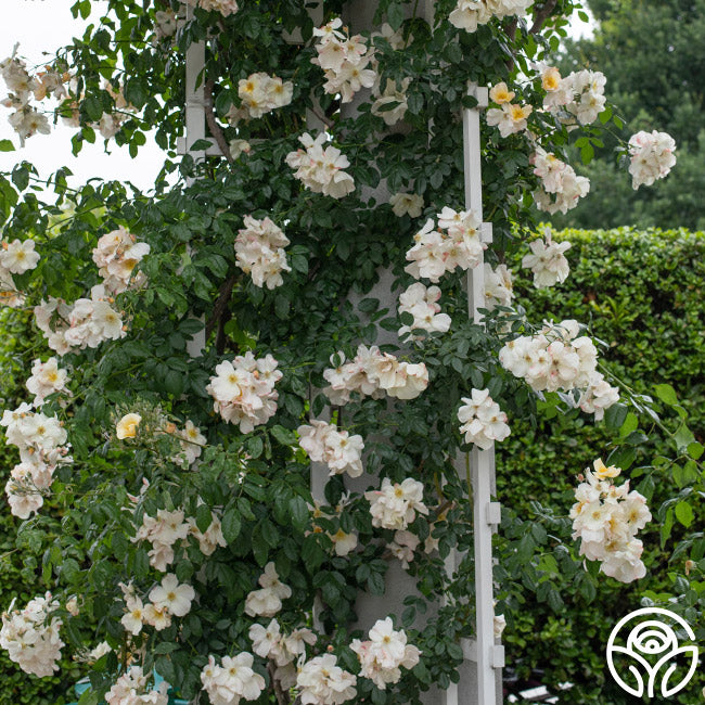 Heirloom Roses Rose Plant - Sally Holmes White Rose Bush - Thumbnail 2