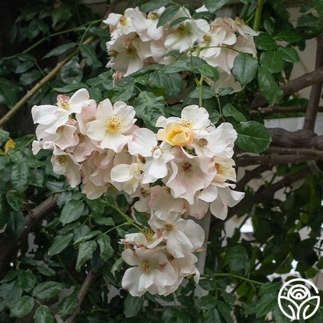 ホワイトローズとパールの豪華エレガントリース♪♪☆* Sally Holmes Shrub Rose | White Rose Bush – Heirloom Roses