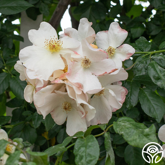 Heirloom Roses Sally Holmes Rose Bush - Thumbnail 4
