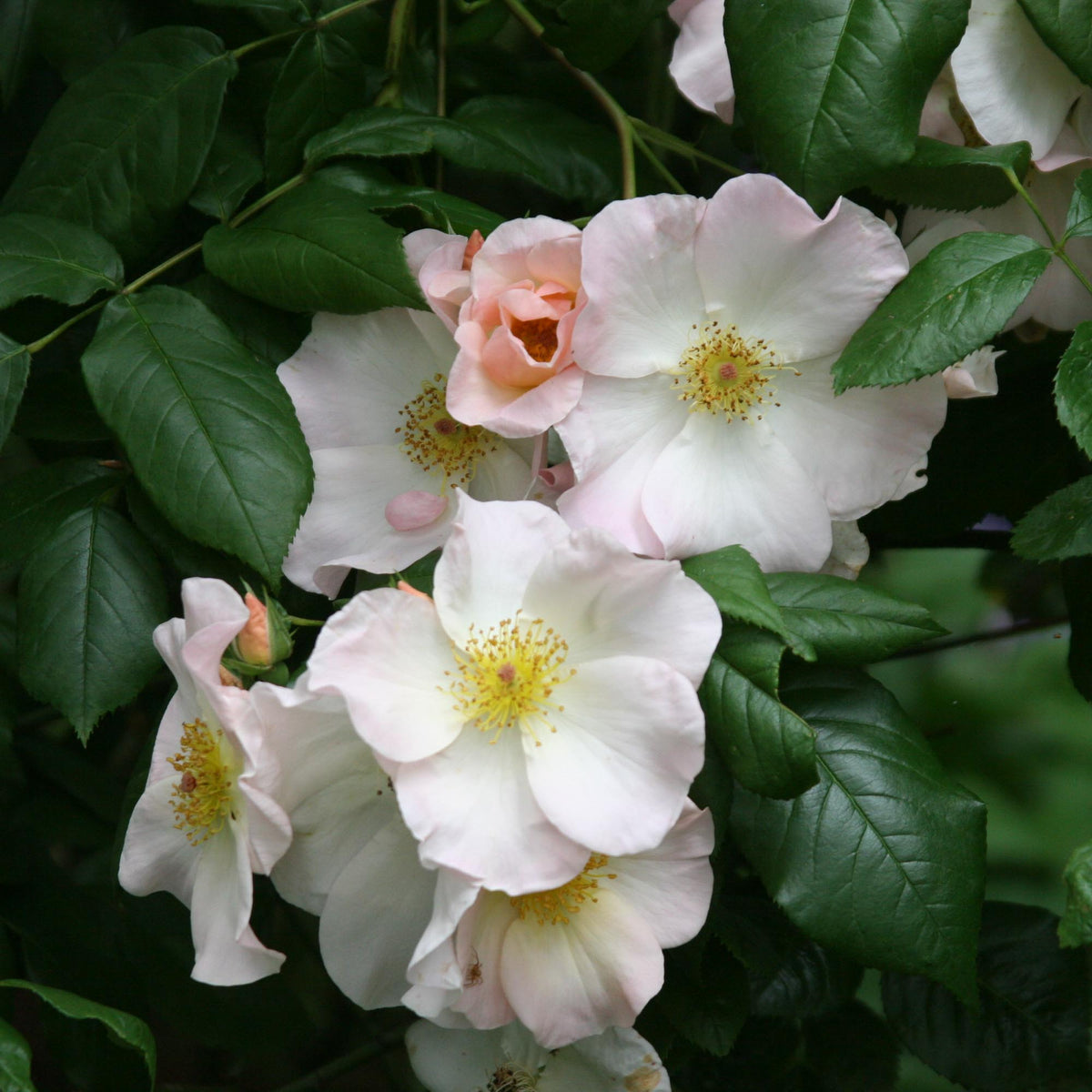 Sally Holmes Shrub Rose | White Rose Bush – Heirloom