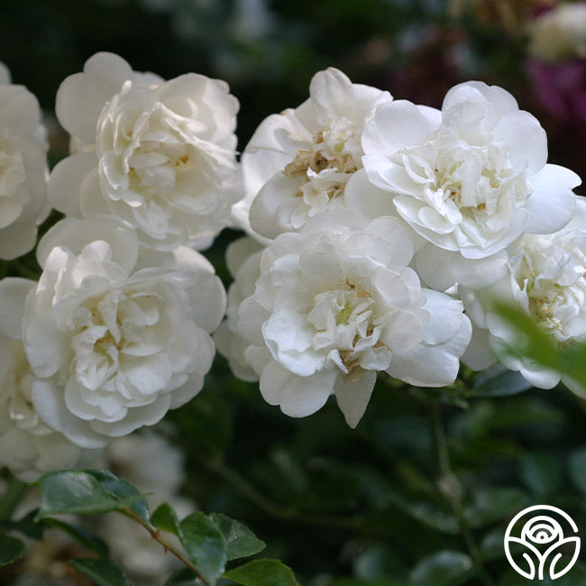 Sander's White Rambler – Heirloom Roses