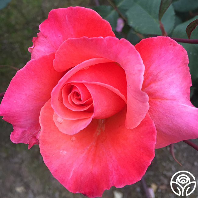 Sandringham Centenary – Heirloom Roses