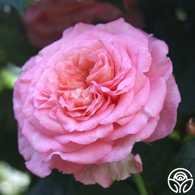 Sunbelt Savannah Hybrid Tea Rose | Fragrant Rose Plant – Heirloom