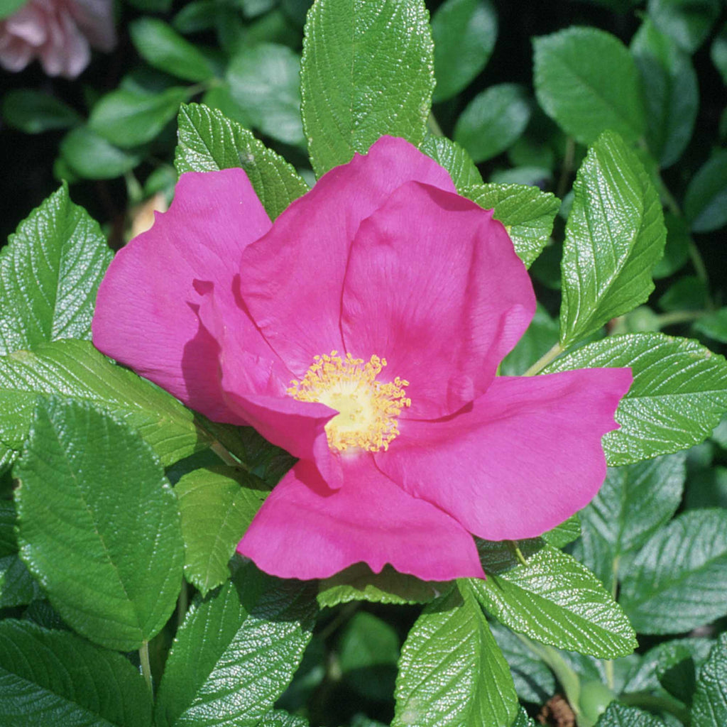 Scabrosa