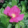 Scabrosa