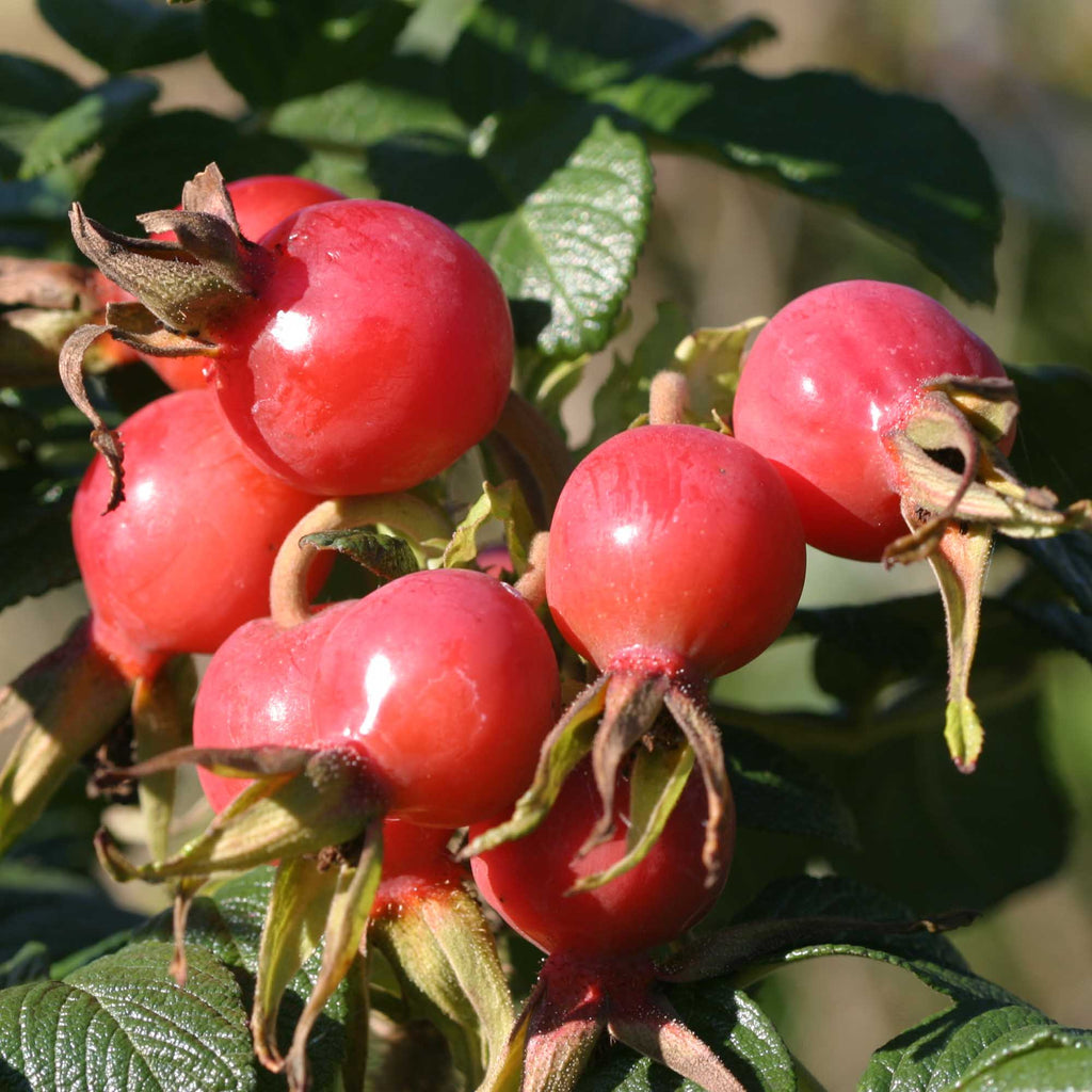 Scabrosa