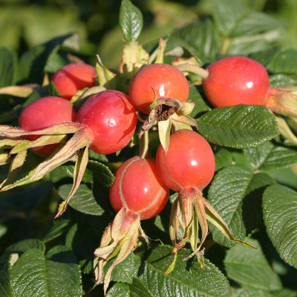 Scabrosa