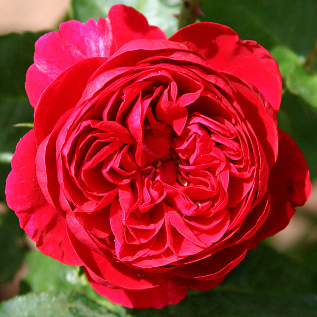 Scarlet Velvet™