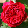 Scarlet Velvet™
