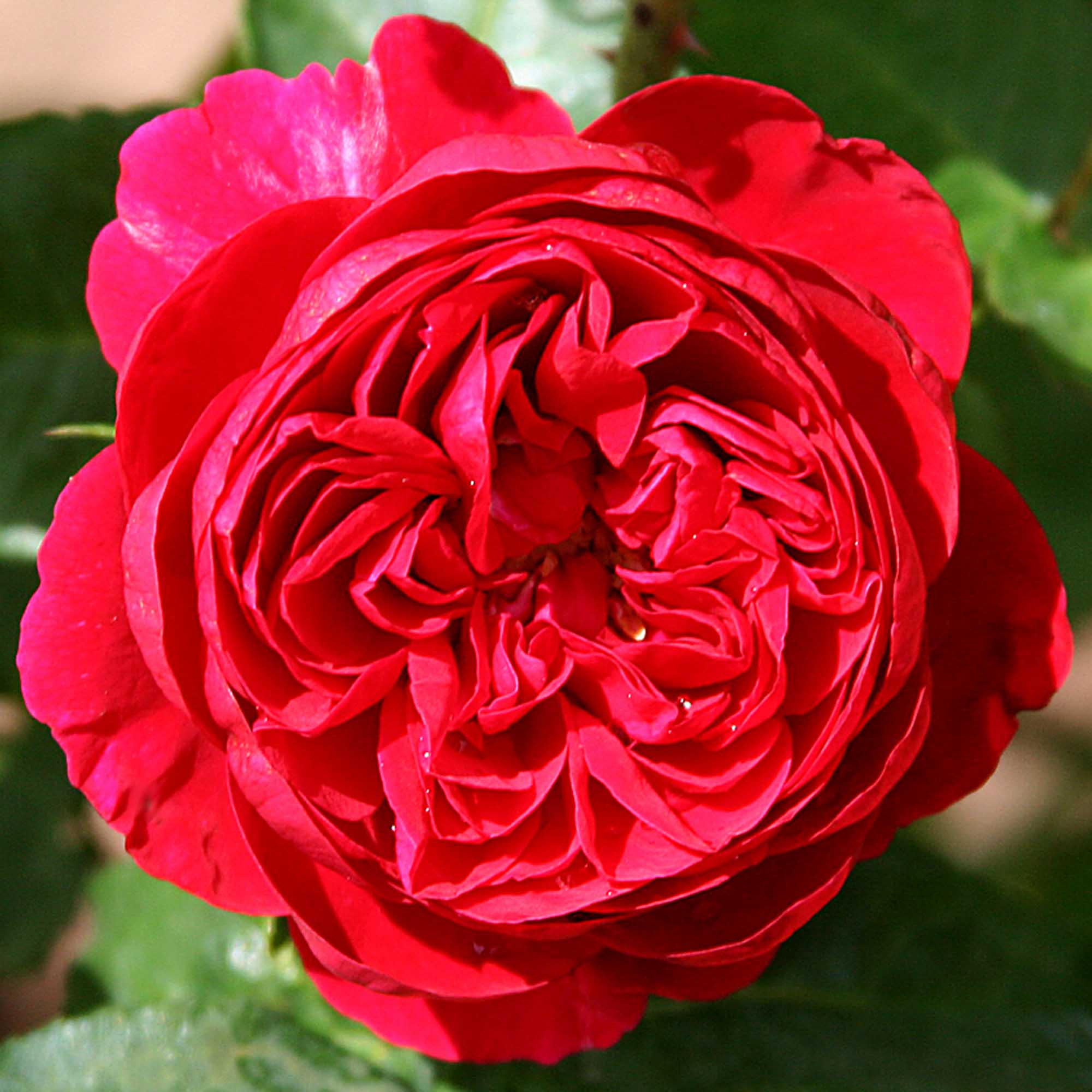 Scarlet Velvet™