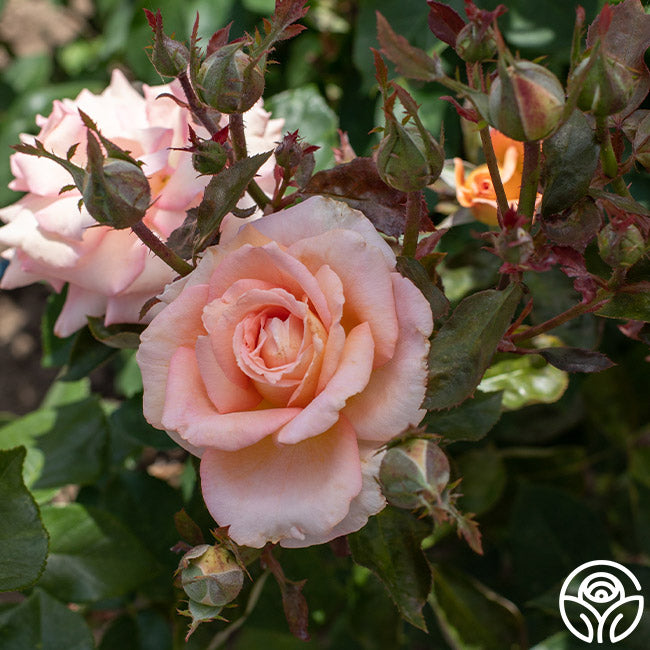 Scentsational Roses Scent-Sation Rose - Hybrid Tea - Exceptionally Fragrant – Heirloom Roses