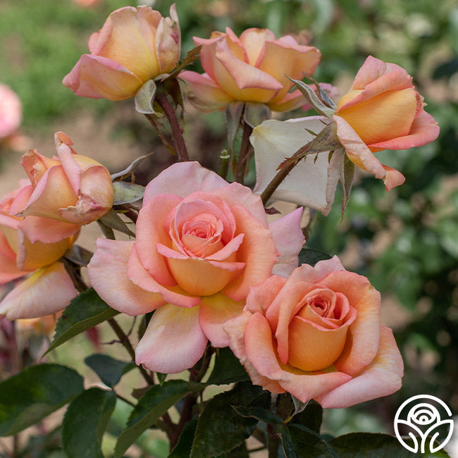 Scentsational Roses Scent-Sation Rose - Hybrid Tea - Exceptionally Fragrant – Heirloom Roses