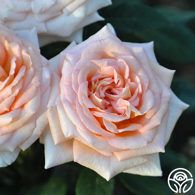 Scentsational Roses Scent-Sation Rose - Hybrid Tea - Exceptionally Fragrant – Heirloom Roses