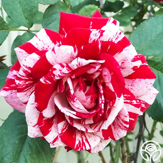Scentsational Roses Scentimental Rose - Shrub - Very Fragrant – Heirloom Roses