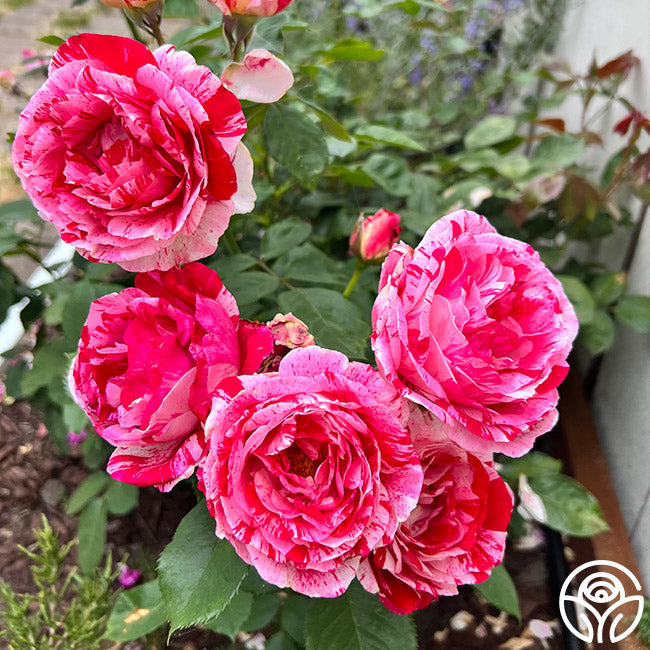 Scentsational Roses Scentimental Rose - Shrub - Very Fragrant – Heirloom Roses