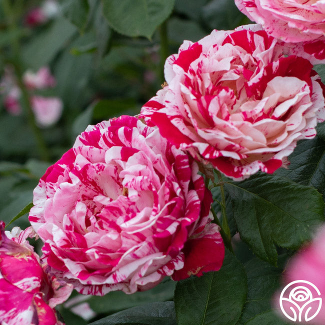 Scentsational Roses Scentimental Rose - Shrub - Very Fragrant – Heirloom Roses