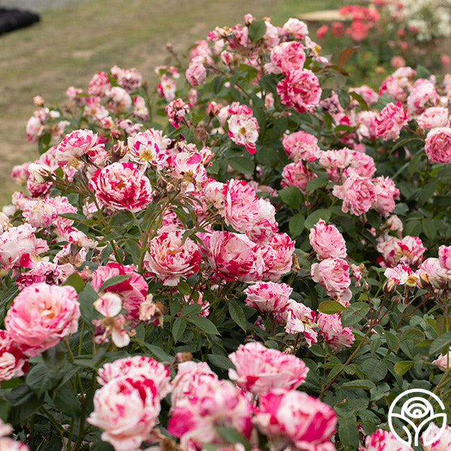 Scentimental Rose - Shrub - Very Fragrant – Heirloom Roses