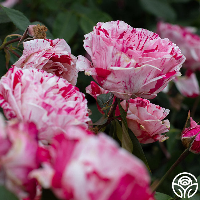 Scentsational Roses Scentimental Rose - Shrub - Very Fragrant – Heirloom Roses
