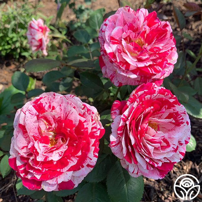 Scentsational Roses Scentimental Rose - Shrub - Very Fragrant – Heirloom Roses