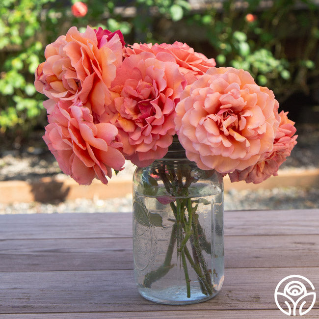 Scottish Highlands™