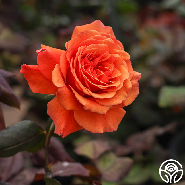 Scottish Highlands™