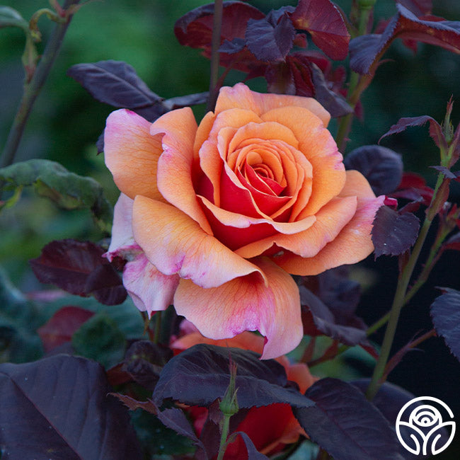 Scottish Highlands™