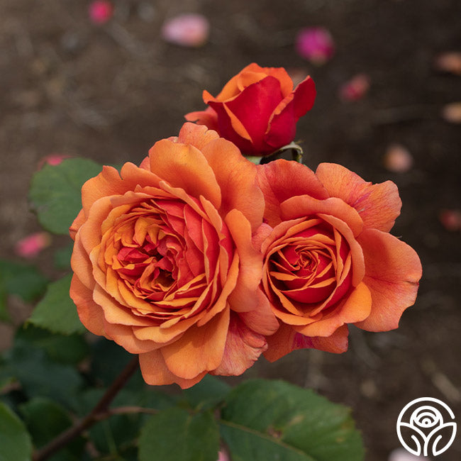 Scottish Highlands™