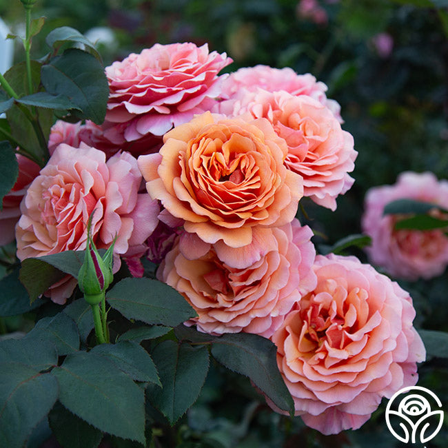 Scottish Highlands™