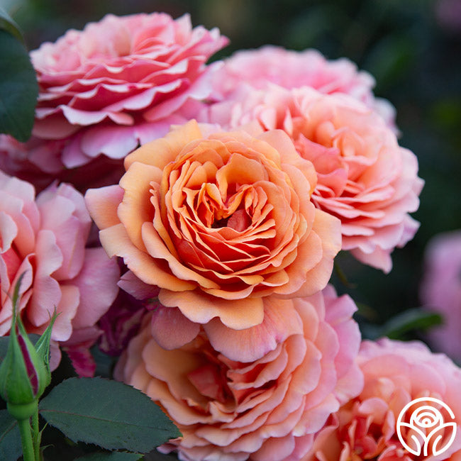 Scottish Highlands™