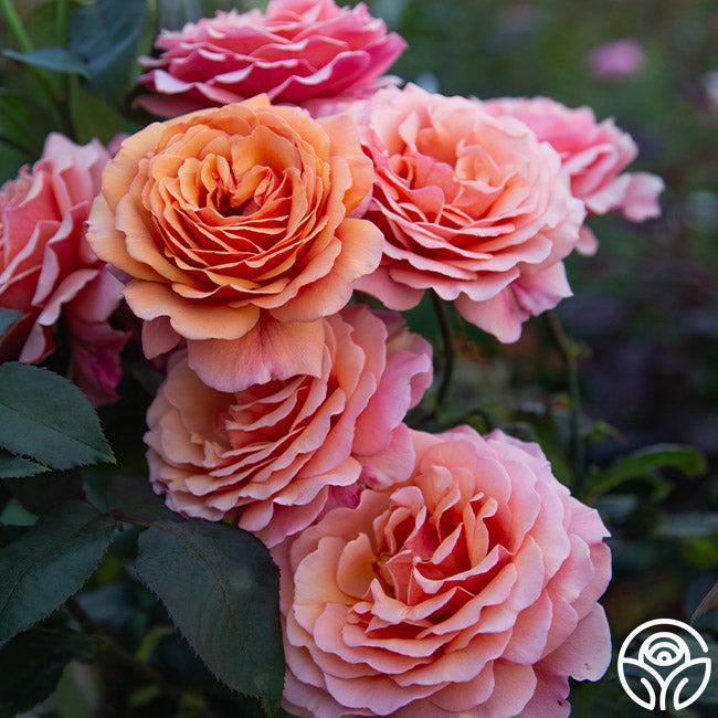Johann Strauss – Heirloom Roses Johann Strauss – Heirloom Roses