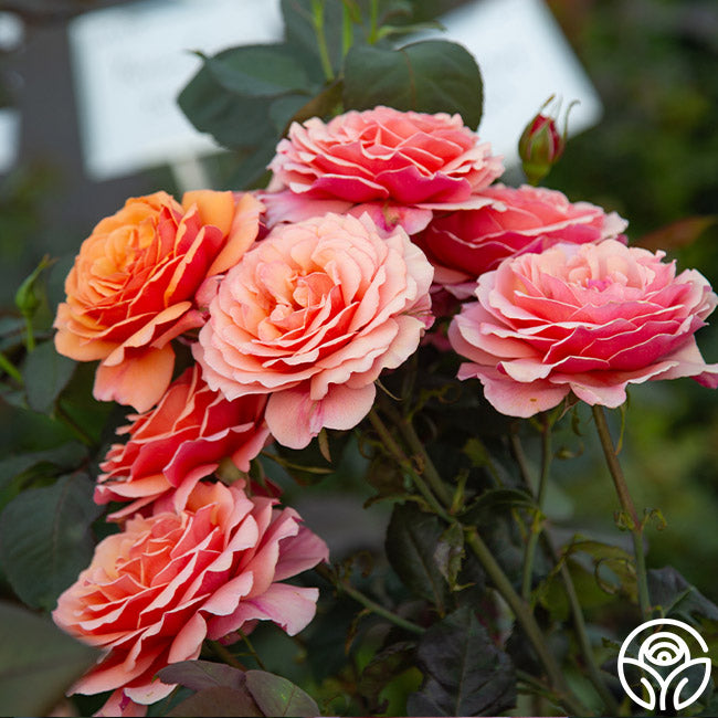 Scottish Highlands™