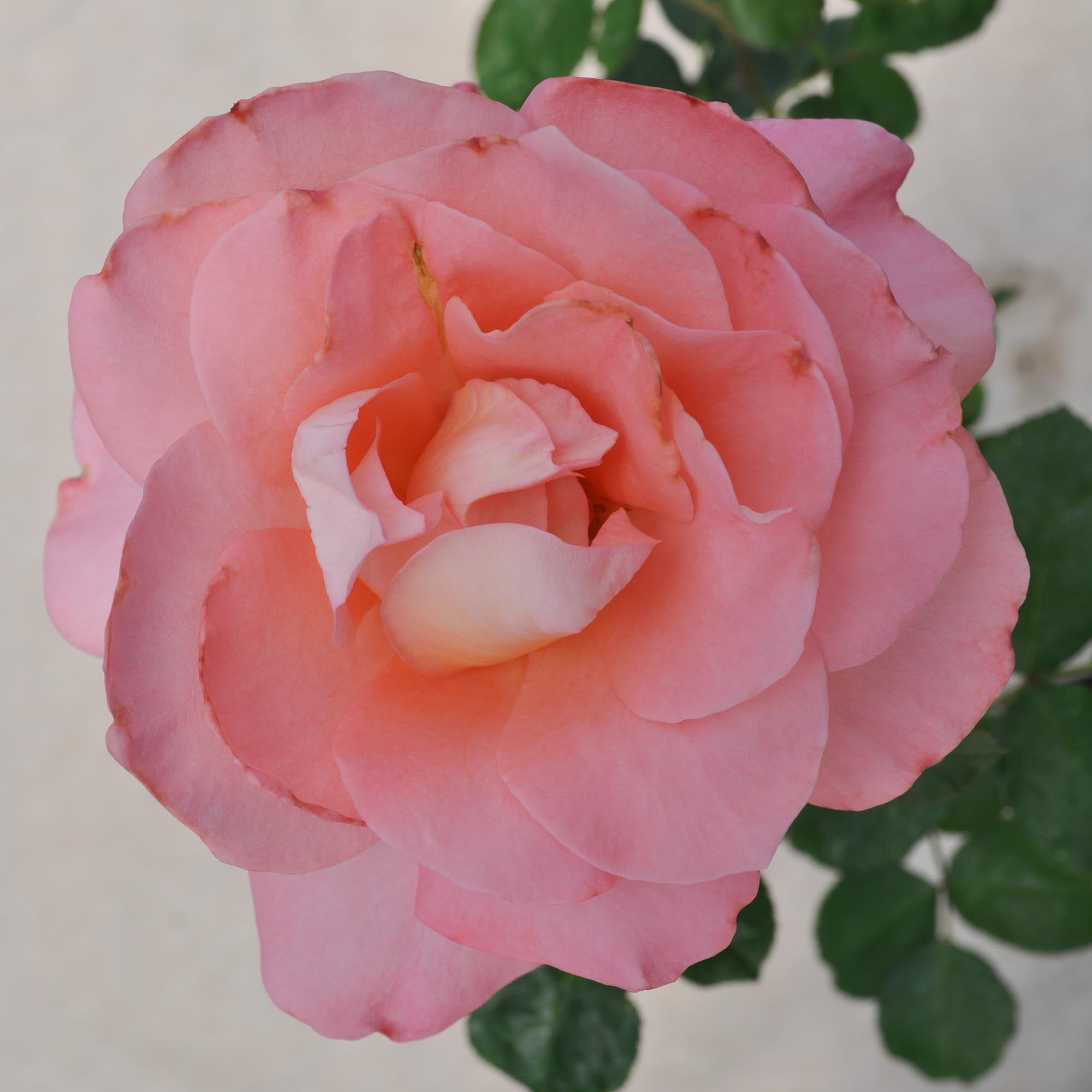 Sea Pearl Floribunda Rose | Pink Rose Bush – Heirloom