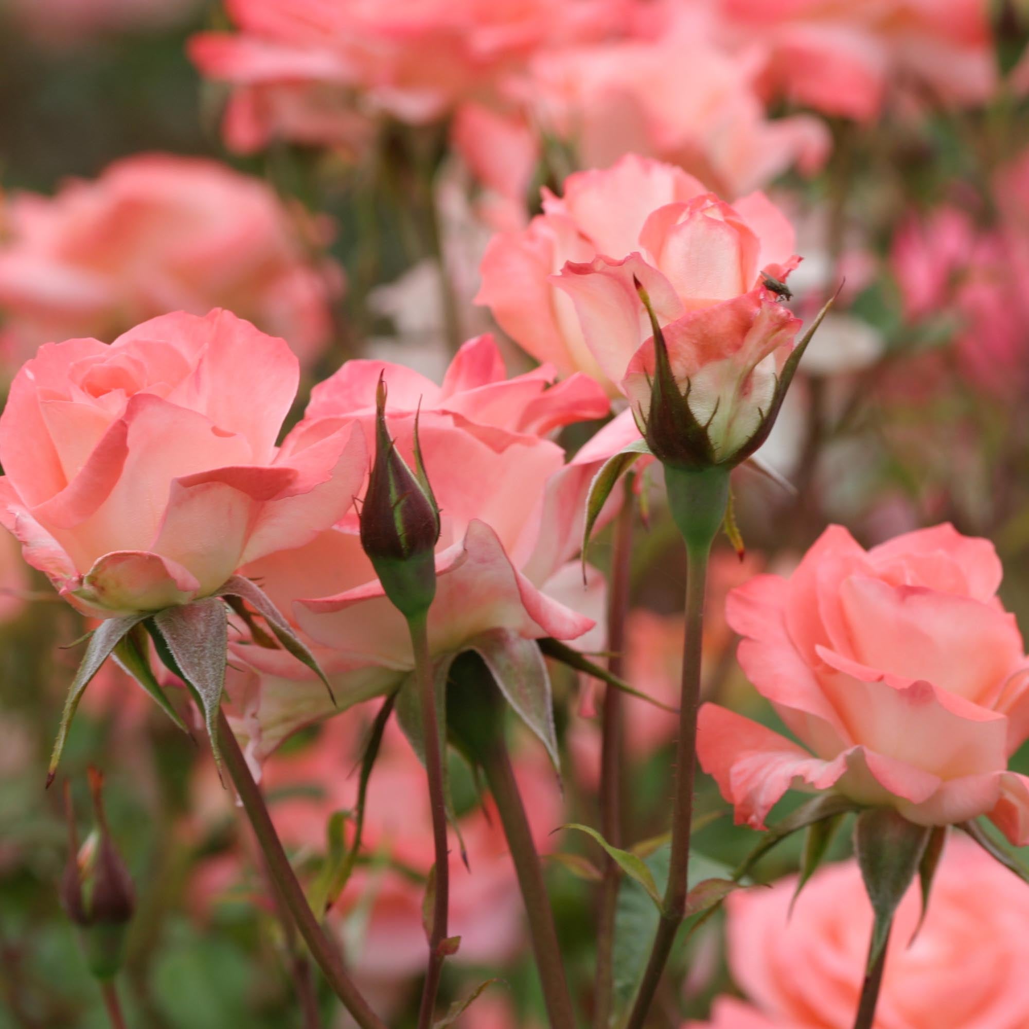 Sea Pearl Floribunda Rose | Pink Rose Bush – Heirloom