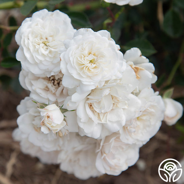 Seafoam Landscape Rose | White Rose Bush – Heirloom Roses