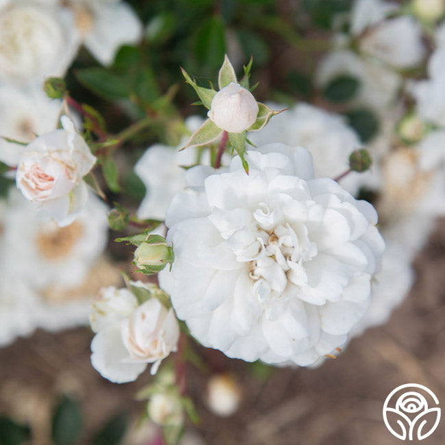 Heirloom Roses Seafoam Landscape Rose - Thumbnail 4