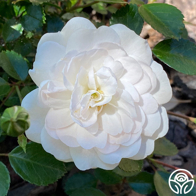 Heirloom Roses Seafoam Rose