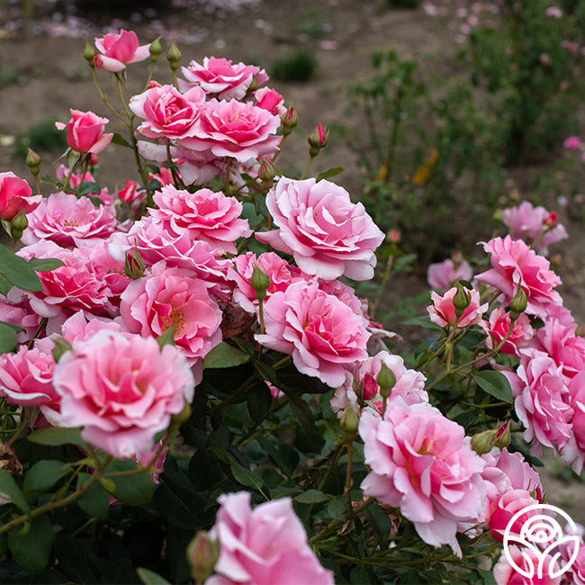 Red September Roses September Song Hardy Rose | Colorful Rose Bush – Heirloom