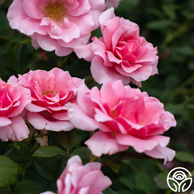 Red September Roses September Song Hardy Rose | Colorful Rose Bush – Heirloom