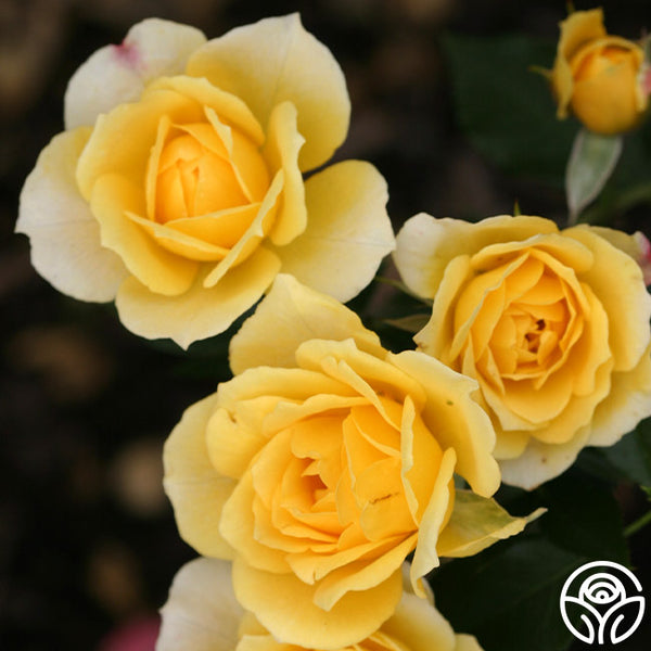 Sequoia Gold – Heirloom