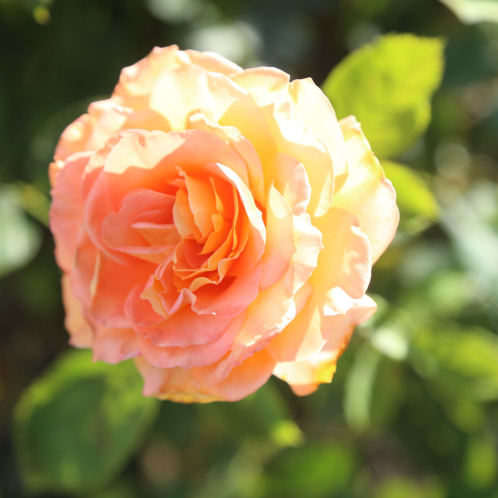 Rose Seventh Heaven Hybrid Tea Rose | Fragrant Rose Bush – Heirloom