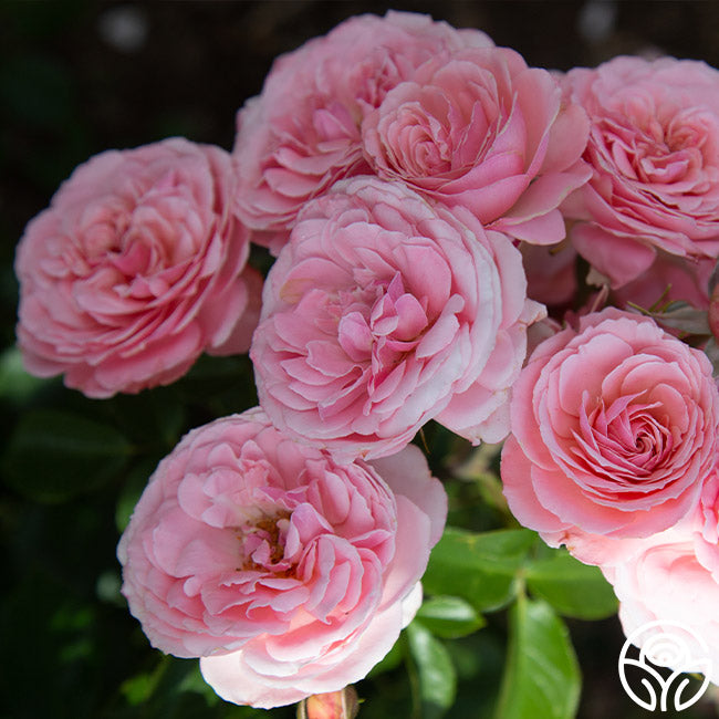 英国製  Mist Rose 瑞々しいフローラル❁﻿プレート 英国製 Mist Rose 瑞々しいフローラル❁﻿プレート 【公式通販】