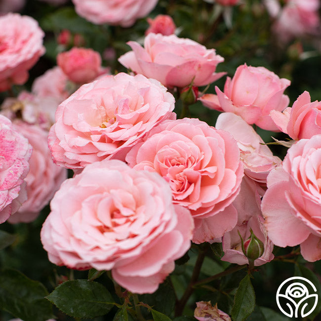 リーバイス71557、ROSE Sexy Rexy Floribunda Rose | Pink Rose Plant – Heirloom Roses