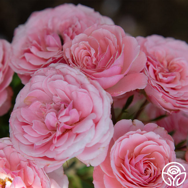 Sexy Rexy Floribunda Rose | Pink Rose Plant – Heirloom Roses