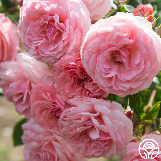 英国製  Mist Rose 瑞々しいフローラル❁﻿プレート The Ingenious Mr. Fairchild Rose - David Austin - Very Fragrant